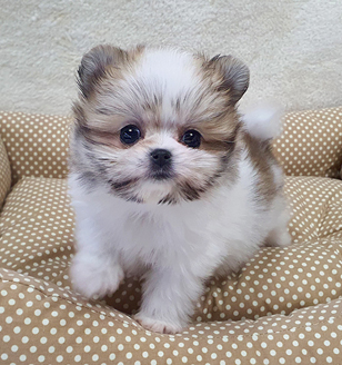 이미지