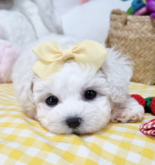 이미지