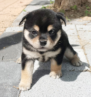 이미지