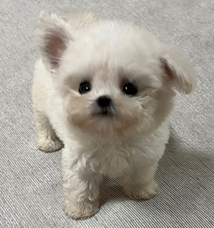 이미지