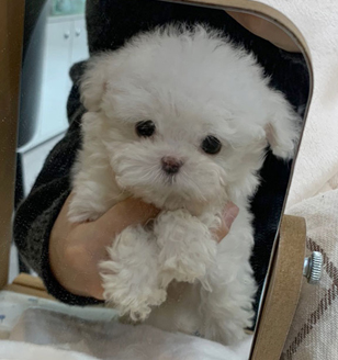 이미지