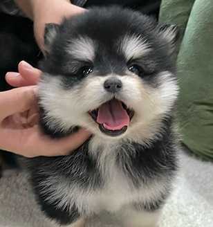 이미지