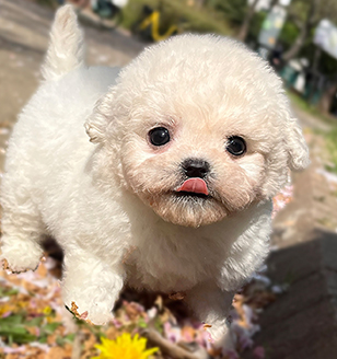 이미지
