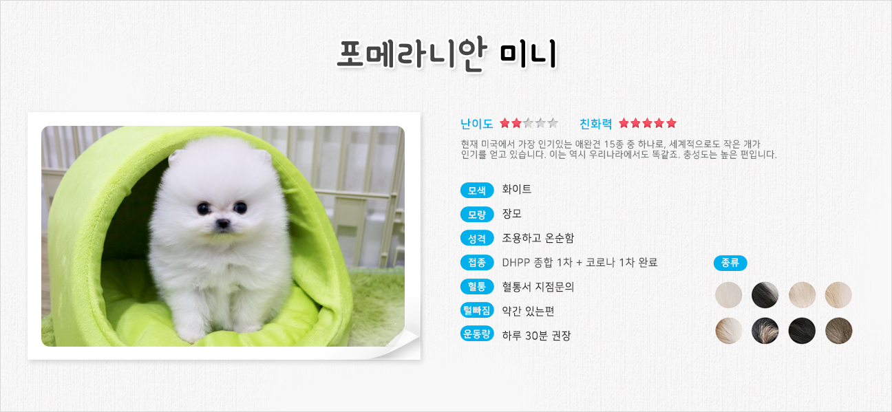 미니포메라니안 종류 수명 성격 미용 포메라니안 털빠짐 특성