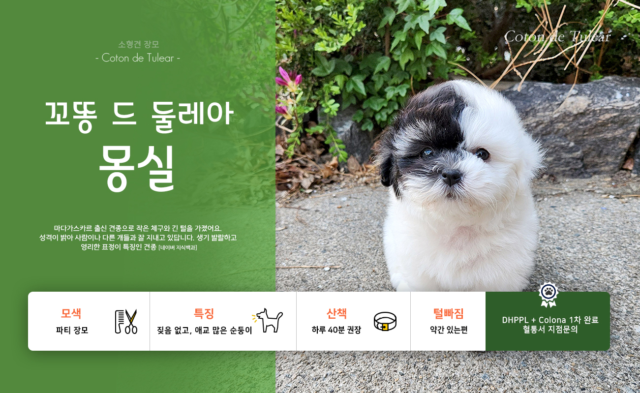 대전강아지분양/꼬똥드툴레아분양/몽실 꼬똥 드 툴레아 : 몽실