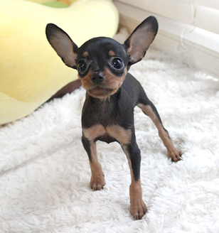 미니핀 : Miniature Pinscher